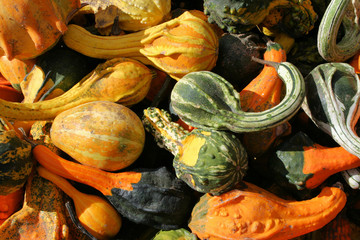 Gourds