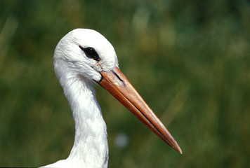 Weißstorch (Ciconia ciconia)
