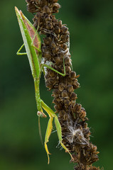 Praying Mantis (Tenodera sinensis) 