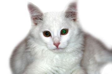 Obraz premium white cat