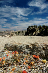 Orange Mountain Wildflowers