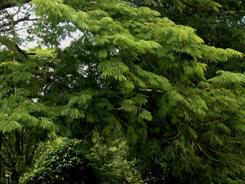 Fronda de Acacia