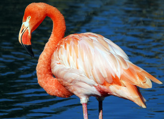 Pink Flamongo