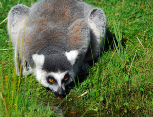 Ring-tailed Lemur (Lemur catta)