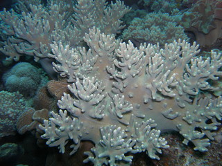 Corail