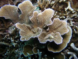 Corail