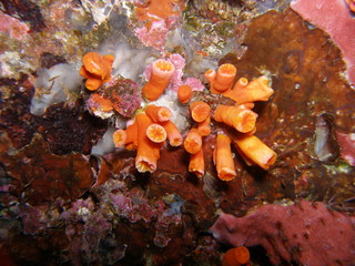 Corail