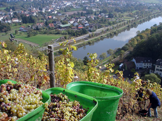 Grape picking in Germany