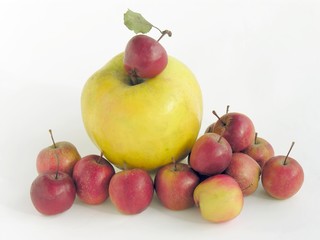 apples