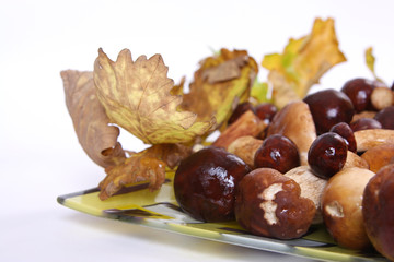 boletus