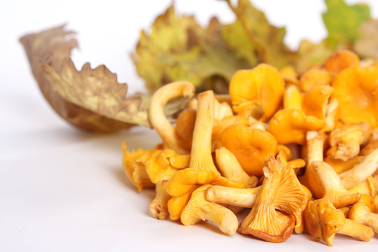 Chanterelle 