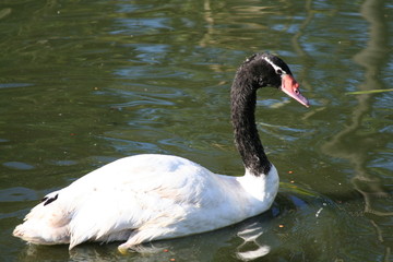 Schwarzkopfschwan