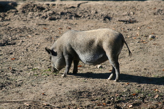 H&auml;ngebauchschwein