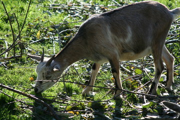 fressende ziege
