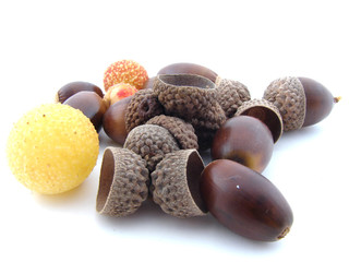 Acorns