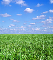 Green field landscape with blue sky and white clouds
