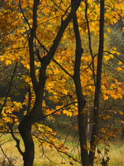 Autumn colors leaves