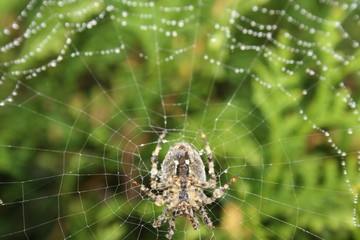 die spinne