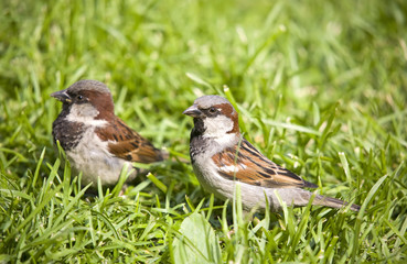 Two sparrows