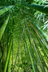 bamboo wide angle