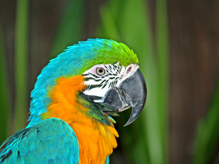 colorful parrot