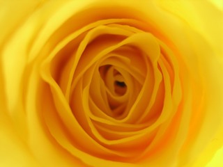 yellow rose