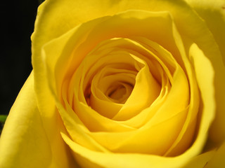 yellow rose 2