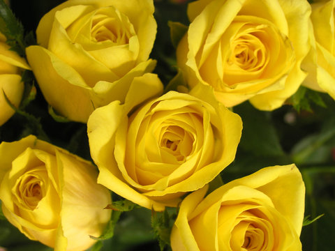 Fototapeta yellow rose 3