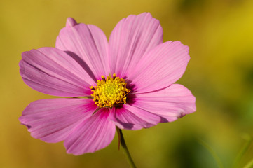 Obraz premium Cosmea