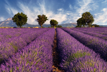 Lavender field in Provence, France - obrazy, fototapety, plakaty