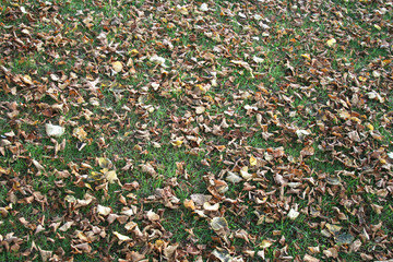 leafy ground