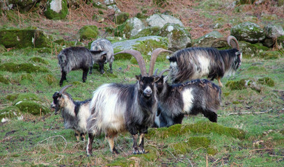 A Family of Wild Goats