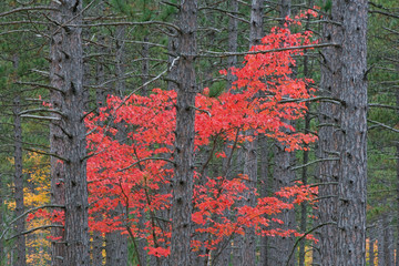 Autumn Maple in Pine Forest