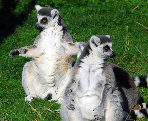 Ring-tailed Lemur (Lemur catta)