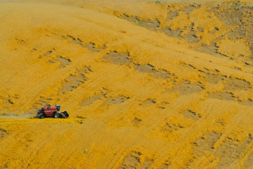 Ernte in der Toskana no.1