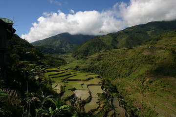 Rice Terraces