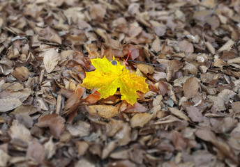 autumn individuality