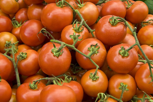 Fresh Tomatoes