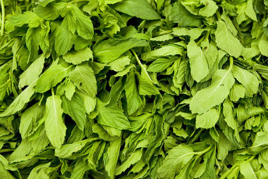 Mint Leaves