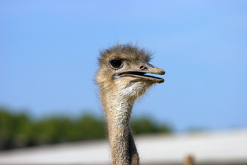Ostrich