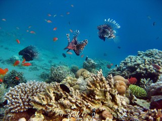 Obraz na płótnie Canvas Rafa koralowa