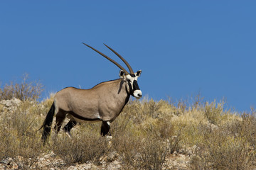 Gemsbok