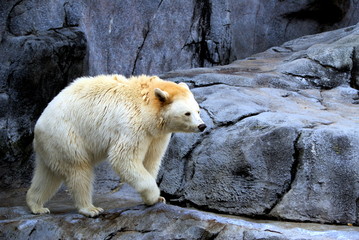 Ursus americanus, Walking albino black bear