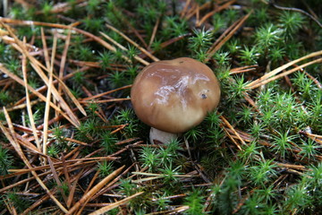 butter mushroom