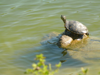 Fototapeta premium turtle on rock