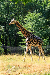 Giraffe