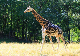 Giraffe