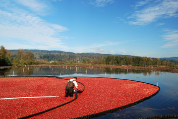 farmer working in cranberry bog