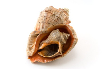 Sea shell 4