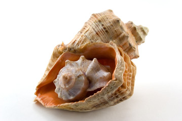 Sea shell